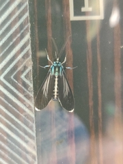 Uranophora terminalis