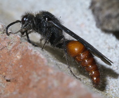 Timulla vagans
