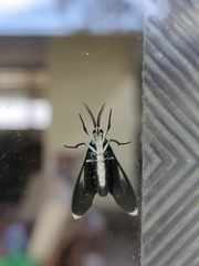 Uranophora terminalis