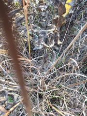 Andropogon virginicus virginicus