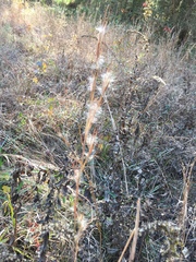Andropogon virginicus virginicus