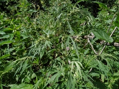 Leonurus glaucescens