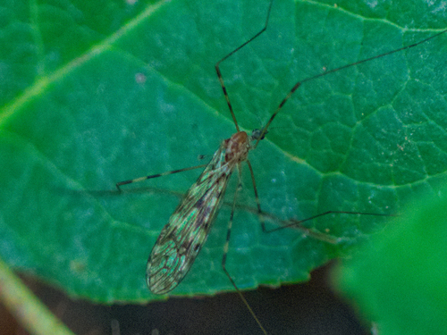 Unknown species found near Thurston County, US-WA, US