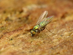 Diaphorinae