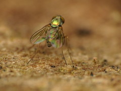 Diaphorinae