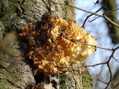 Hericium cirrhatum