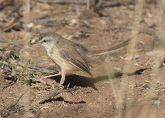 Prinia flavicans
