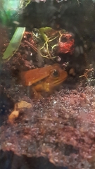 Dyscophus antongilii