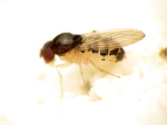 Mycodrosophila claytonae