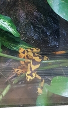 Atelopus zeteki