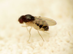 Mycodrosophila stalkeri