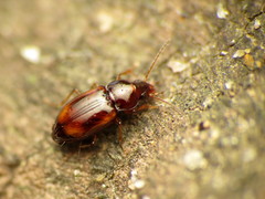Elaphropus