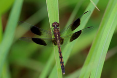 Erythrodiplax umbrata