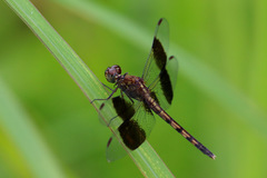Erythrodiplax umbrata