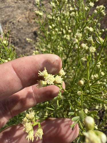 Desert Broom (Baccharis sarothroides)