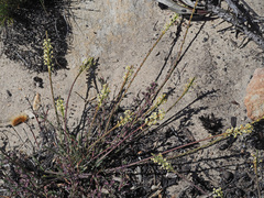 Struthiola leptantha