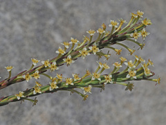 Struthiola leptantha