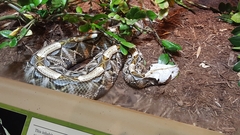 Bitis gabonica