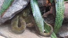 Protobothrops mangshanensis