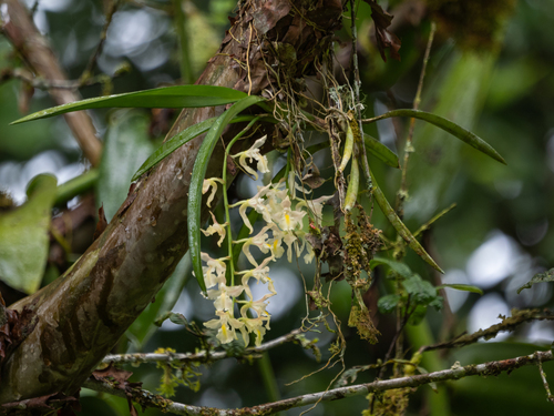 Rodriguezia bracteata, photograph 4