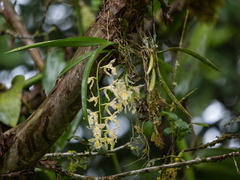 Samuel Lee, CC BY, iNaturalist via GBIF Rodriguezia bracteata, photograph Samuel Lee, CC BY, iNaturalist via GBIF