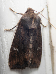 Helotropha reniformis
