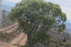 Myoporum platycarpum