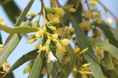 Myoporum platycarpum