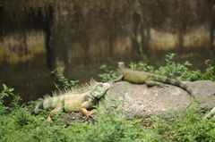 Iguana iguana