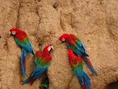 Red-And-Green Macaw photo 4