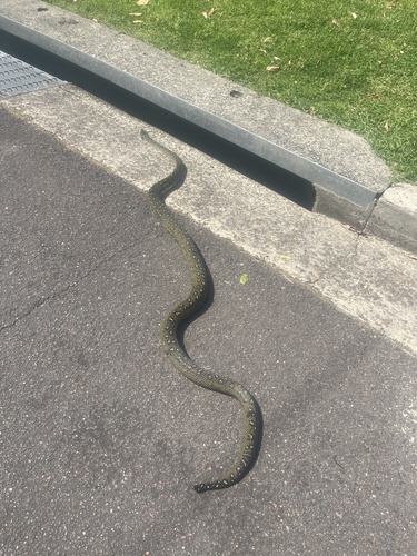 Diamond Python sighting