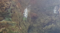 Ephippidae