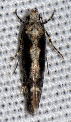 Coleotechnites florae