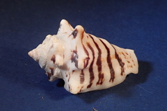 Conomurex fasciatus image