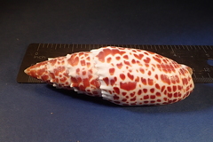 Mitra papalis