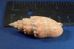 Mitra stictica