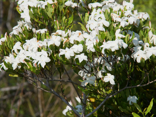 Mascarenhasia lisianthiflora