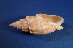 Mitra stictica