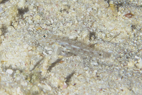 Fusigobius humeralis observed 2025-09-14