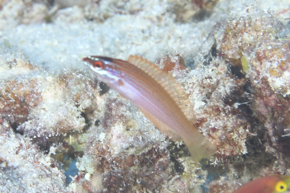 Redspot Wrasse photo 6