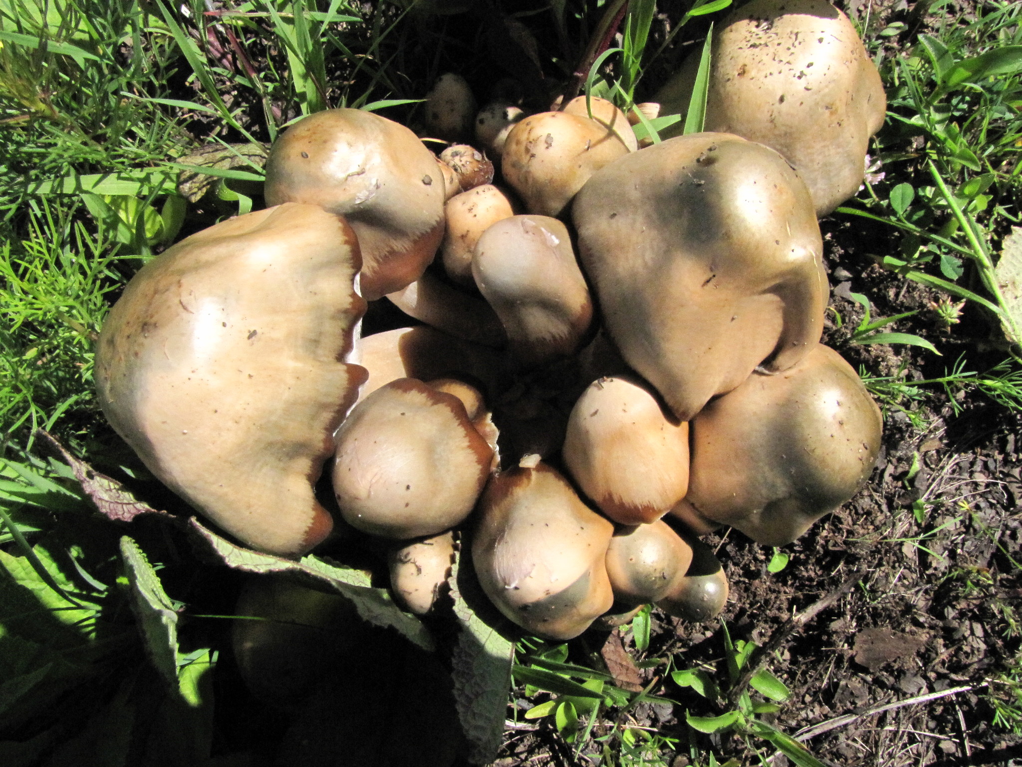 Psilocybe caerulescens image