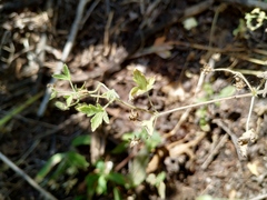 Geranium divaricatum