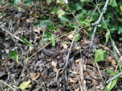 Geranium divaricatum