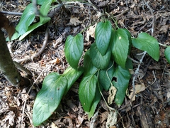 Viola ambigua