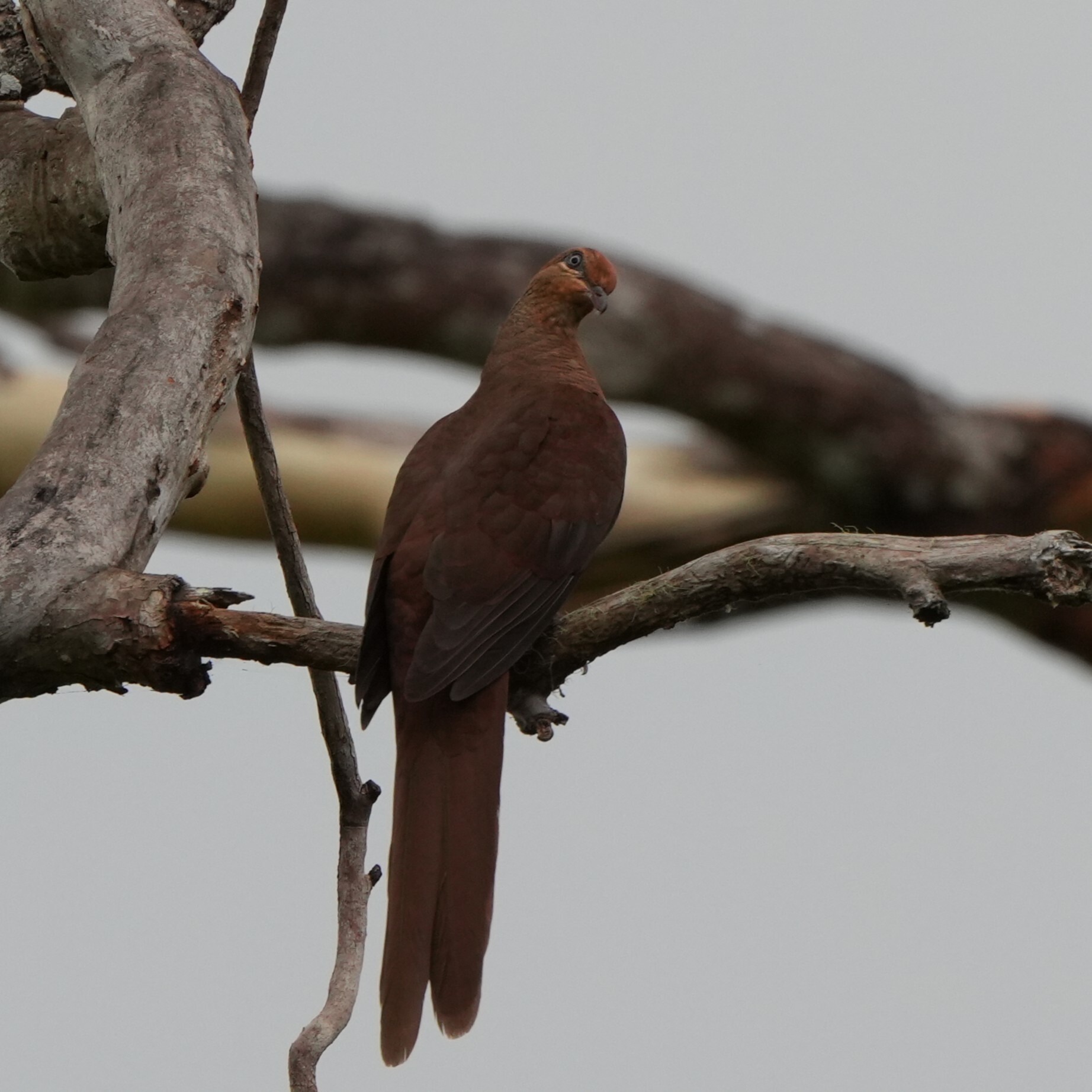 Amboyna Cuckoo-Dove (Macropygia amboinensis), photo 3