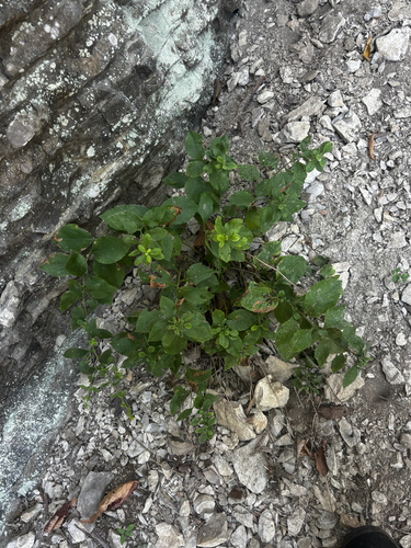 Solidago drummondii, photograph 5