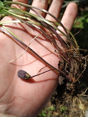 Viola ambigua
