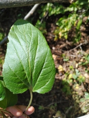 Viola ambigua