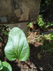Viola ambigua