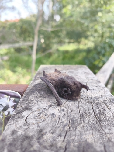 Gould's Wattled Bat